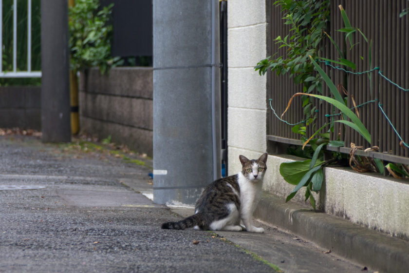 東村山市の猫