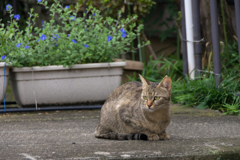 川崎市の猫