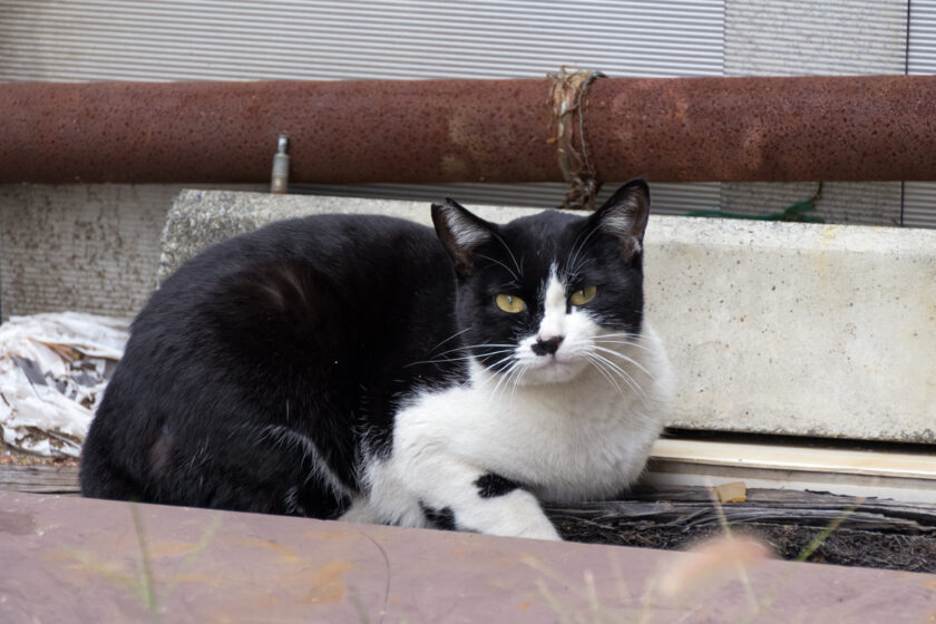立川市の猫