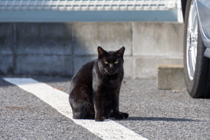 浦安市の猫