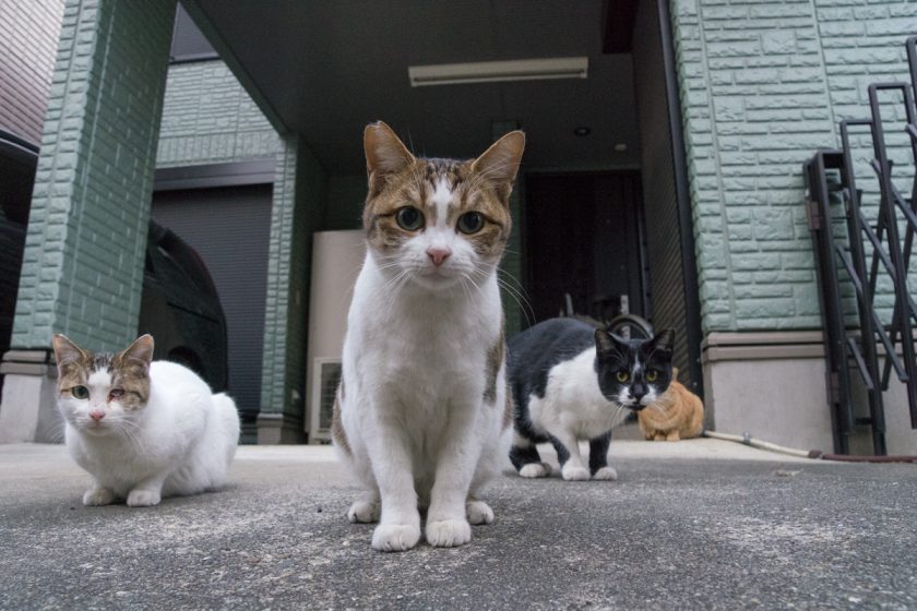 立川市の猫