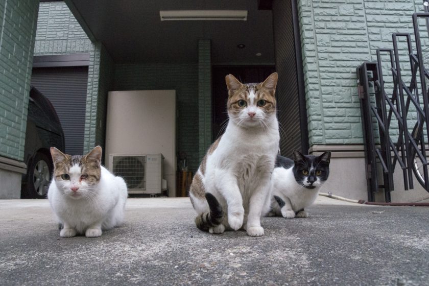 立川市の猫