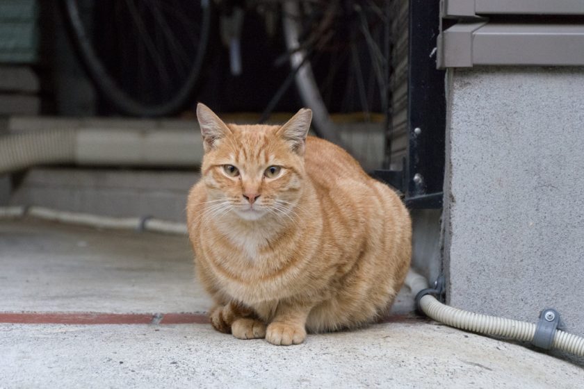 立川市の猫