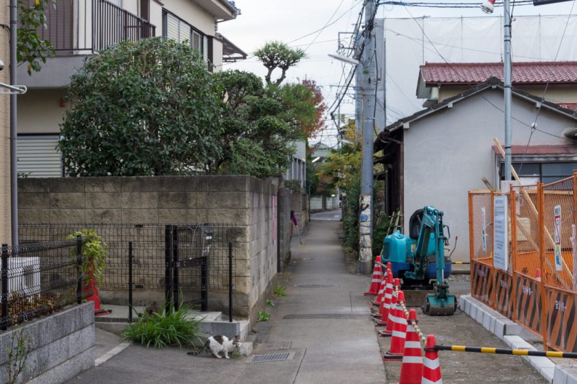 立川市の猫