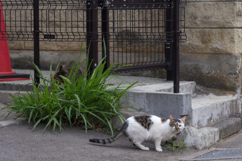 立川市の猫