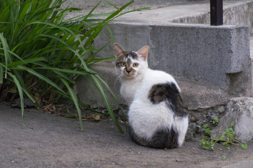 立川市の猫