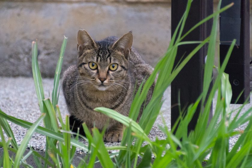 立川市の猫