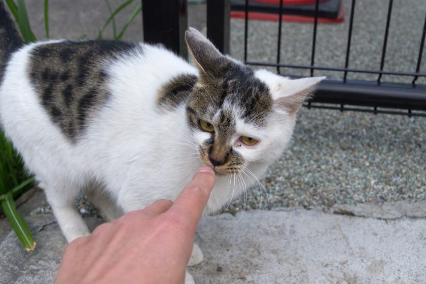 立川市の猫