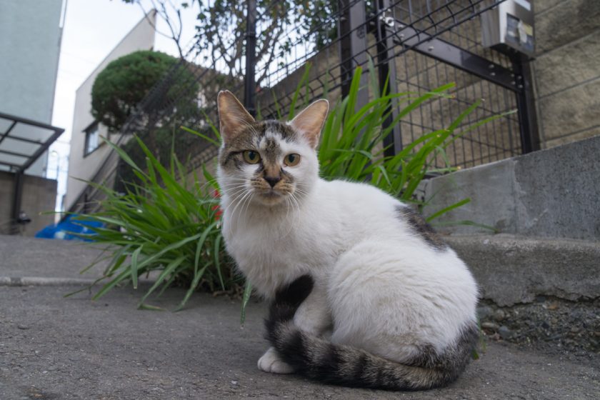 立川市の猫