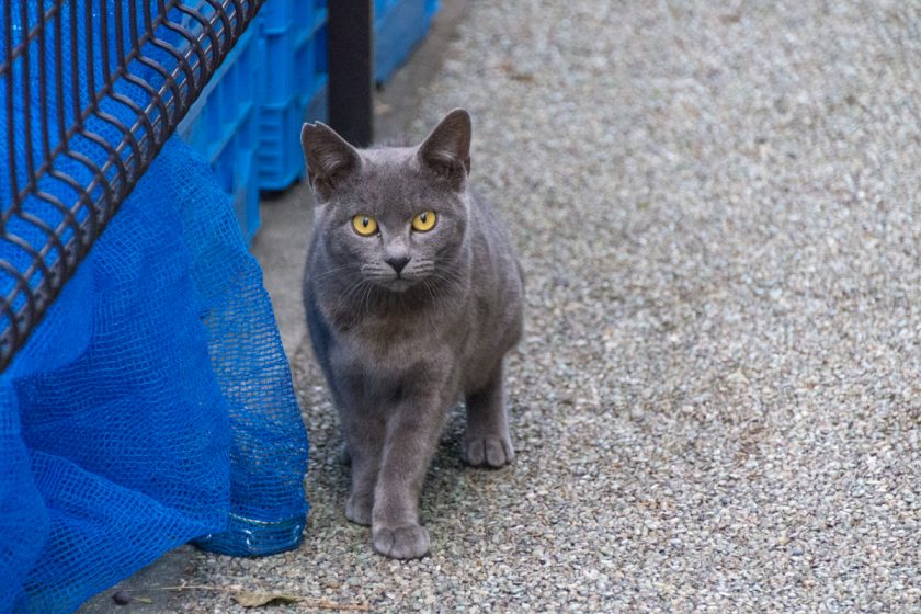 立川市の猫