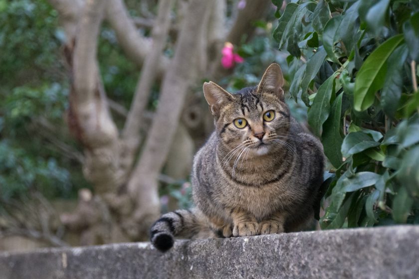 立川市の猫