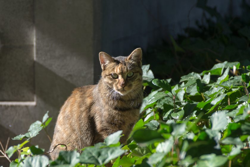 大田区の猫