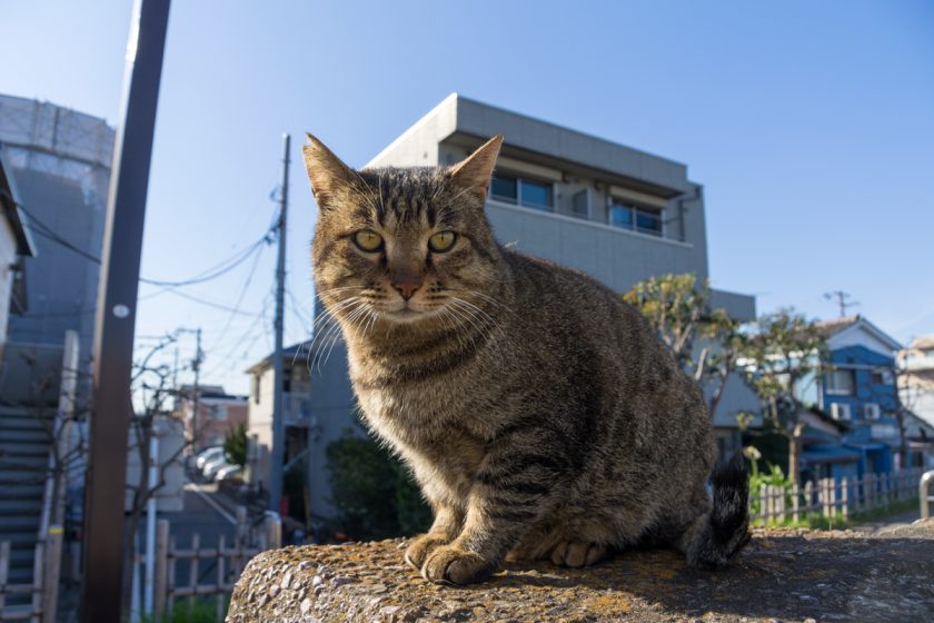 大田区の猫