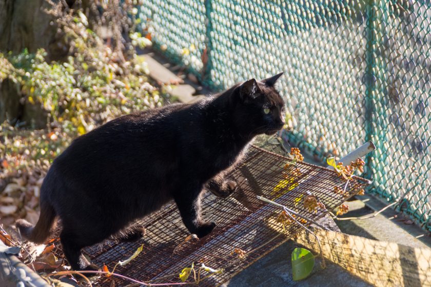 大田区の猫