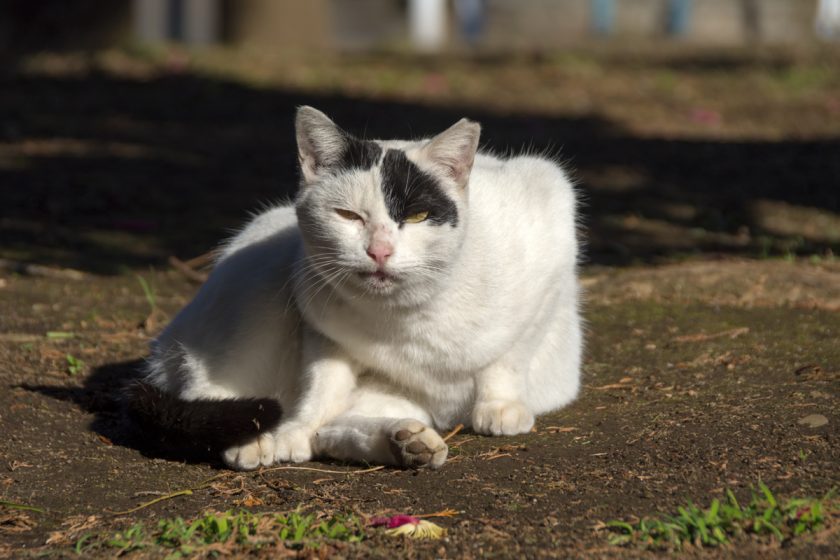 大田区の猫