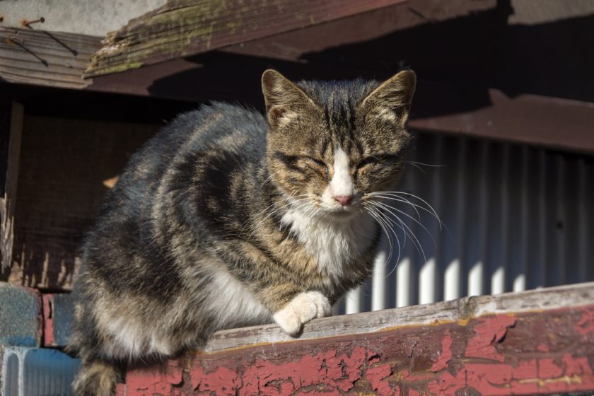 大田区の猫