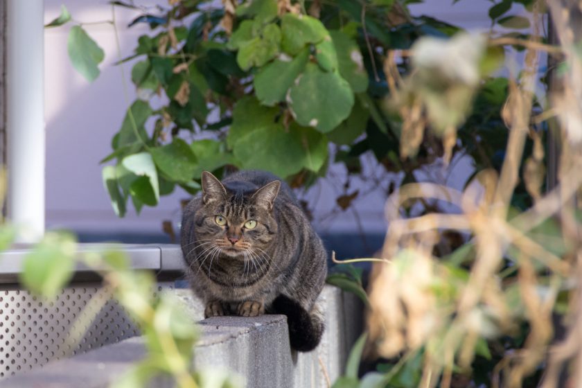 福生市の猫