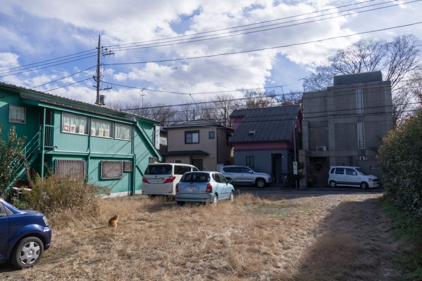 昭島市の猫