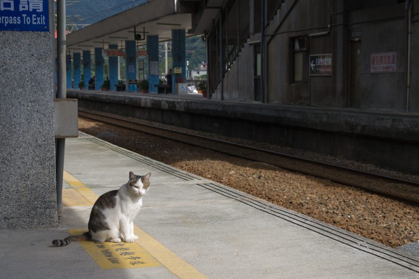 新北市の猫
