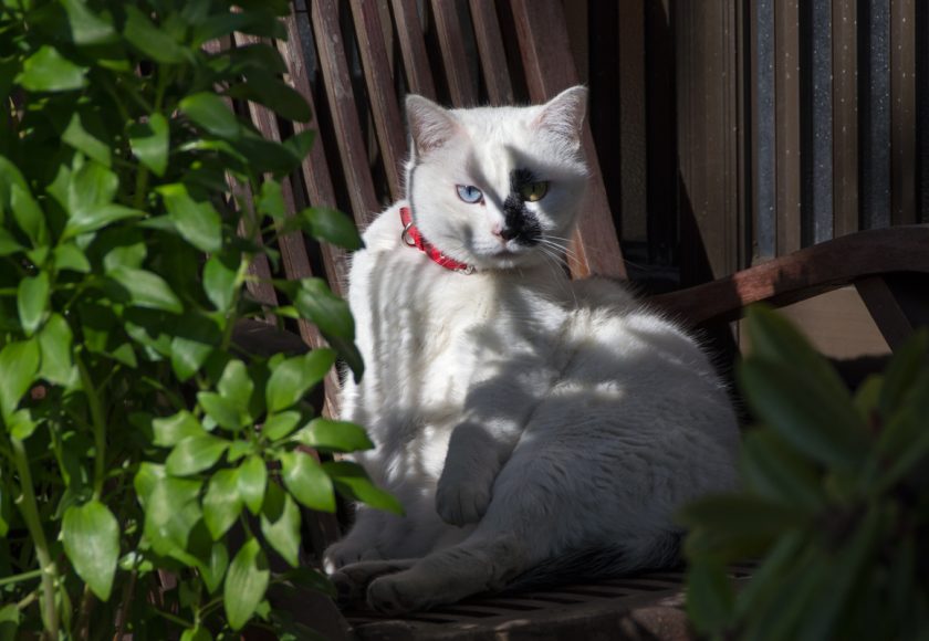 立川市の猫