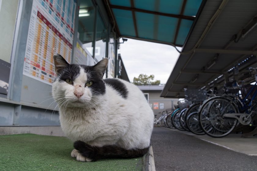 立川市の猫