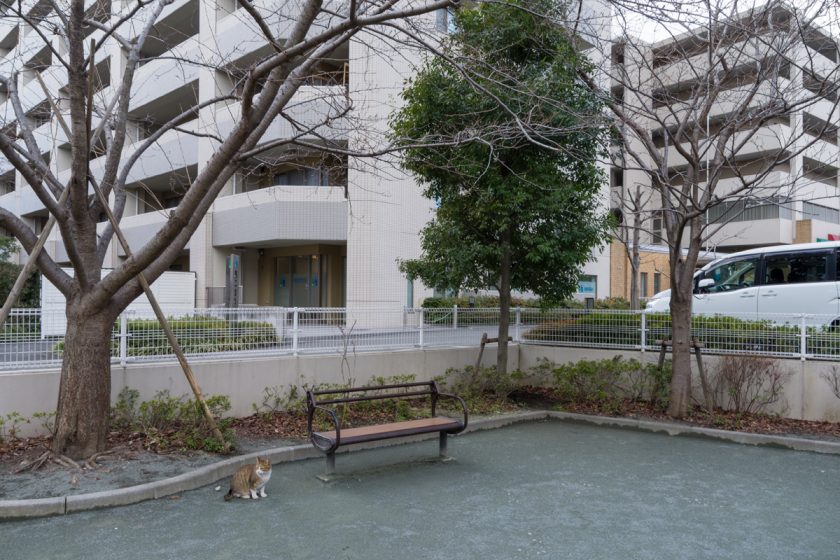 立川市の猫