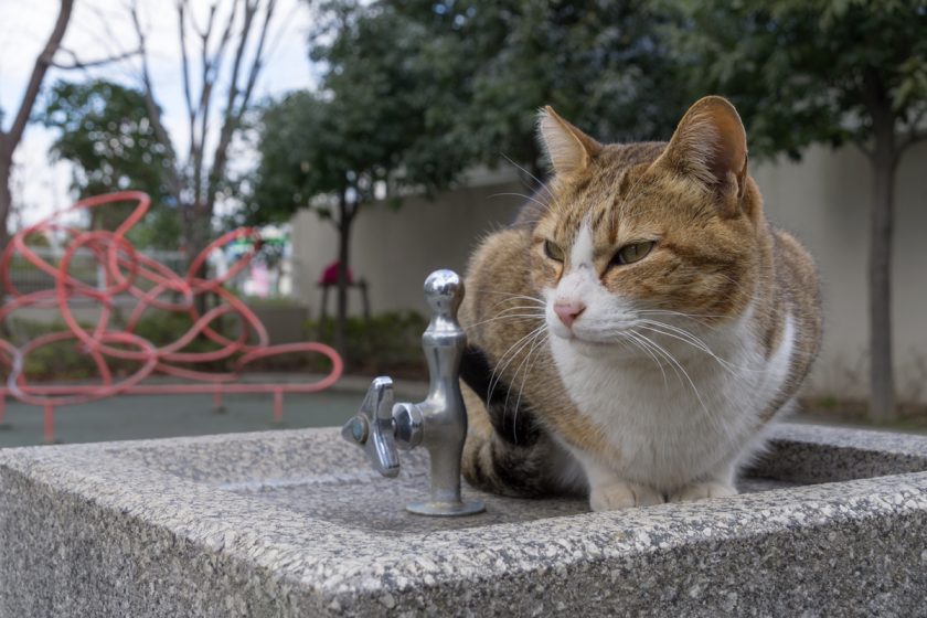 立川市の猫