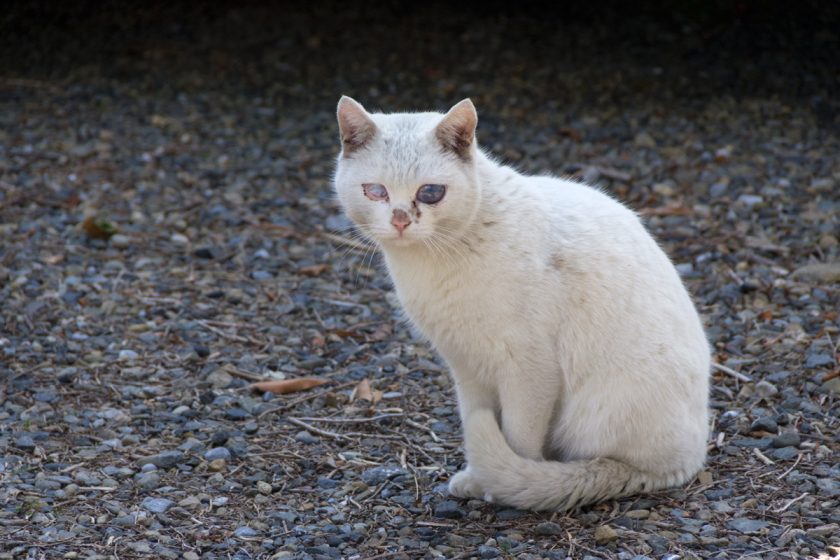 福生市の猫