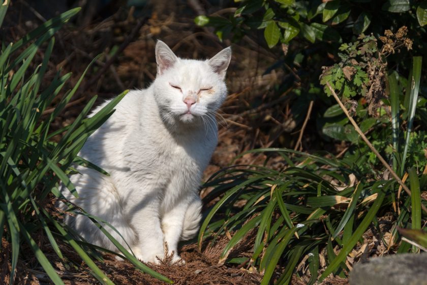 福生市の猫