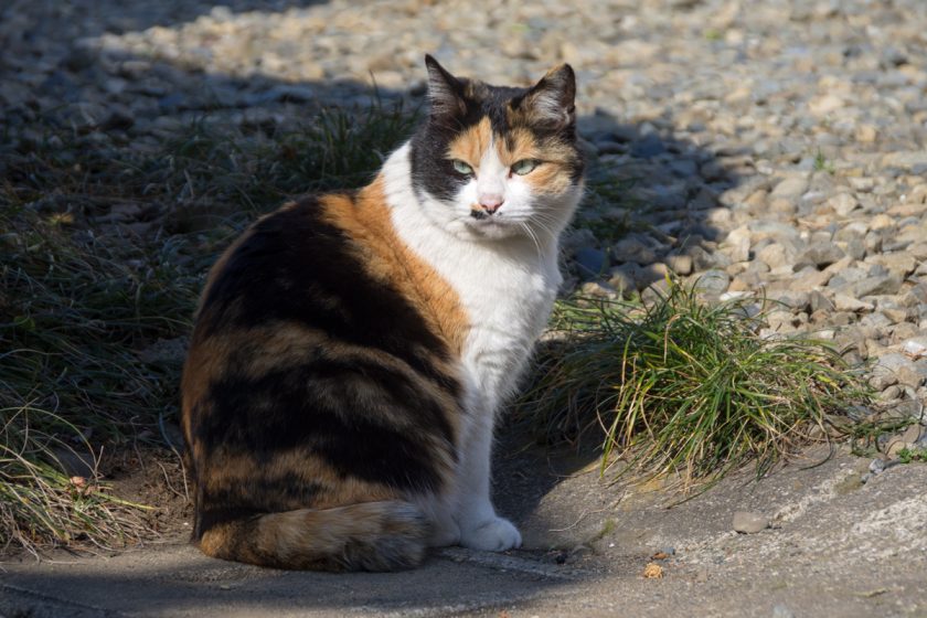 福生市の猫