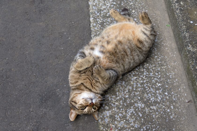 横浜市の猫