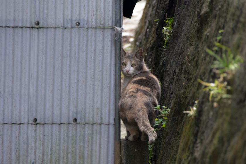 横浜市の猫