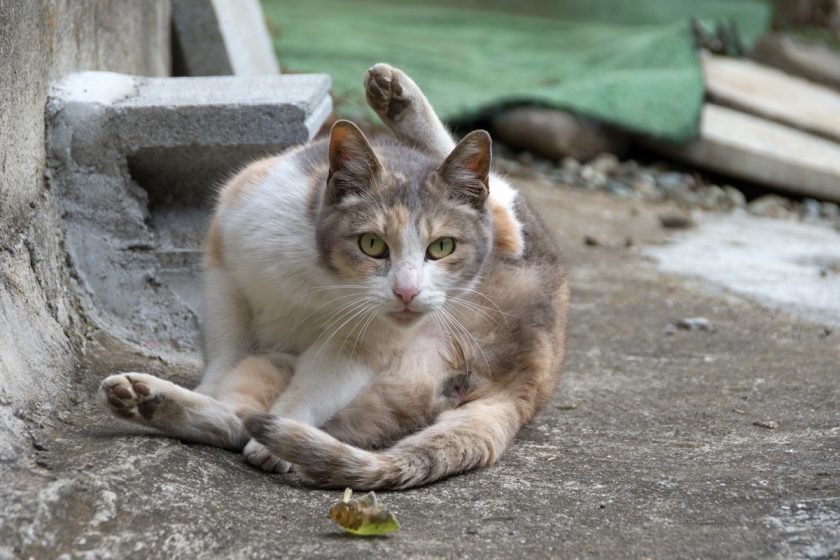 横浜市の猫