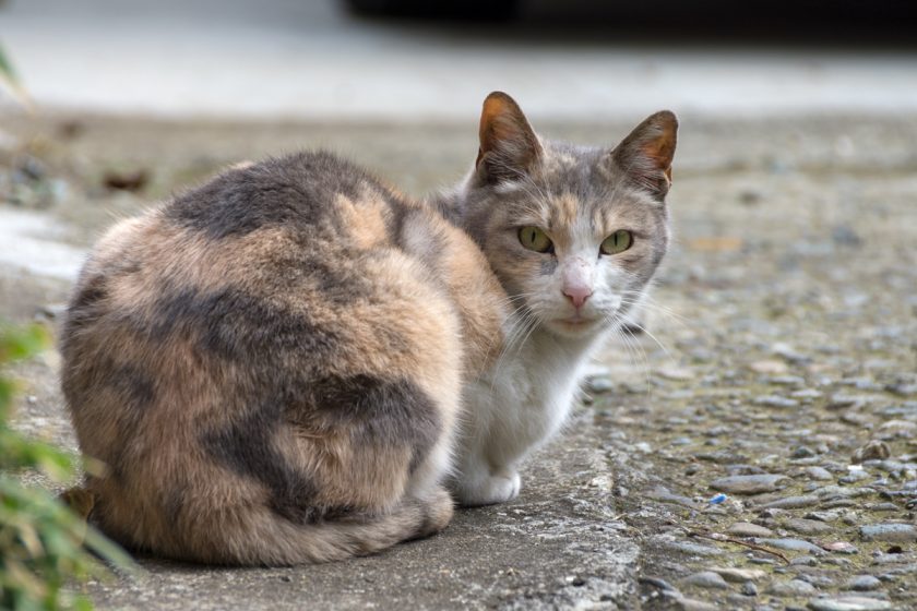 横浜市の猫