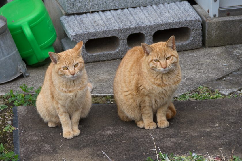 横浜市の猫