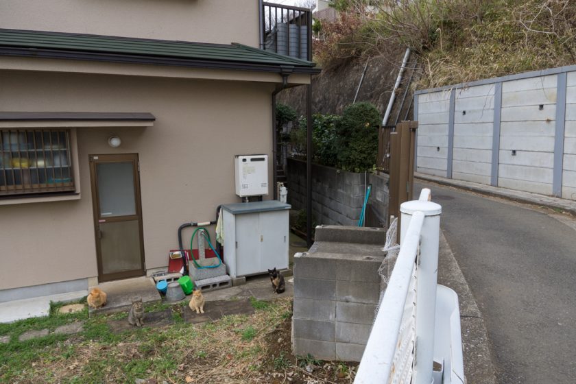 横浜市の猫