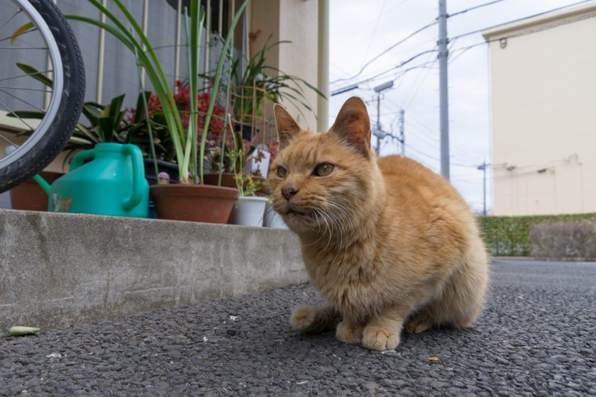 清瀬市の猫