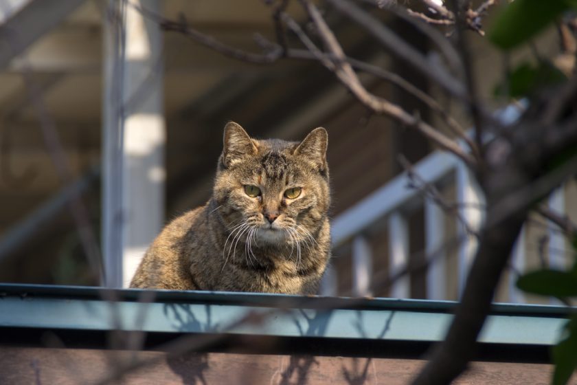 横浜市の猫