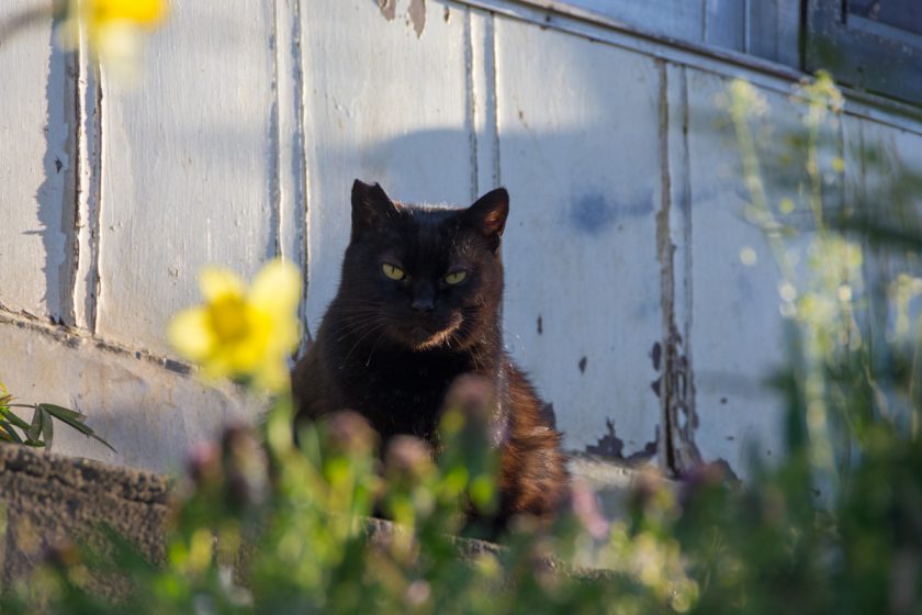 国立市の猫