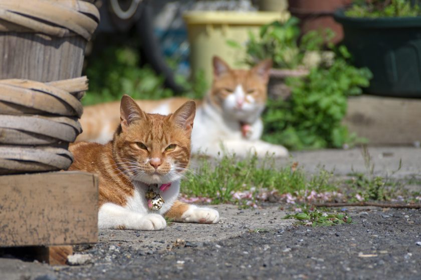 福生市の猫