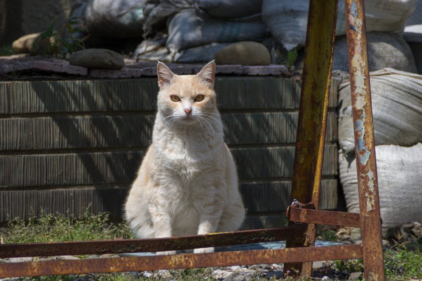 福生市の猫