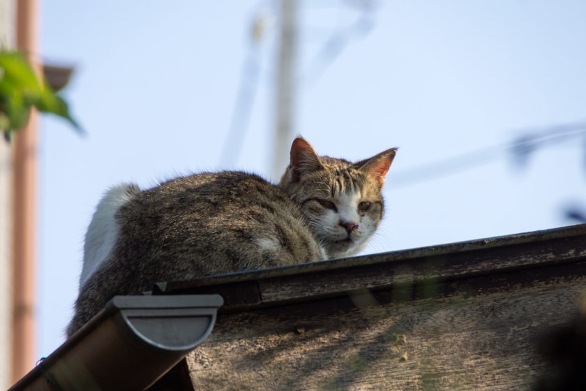 立川市の猫