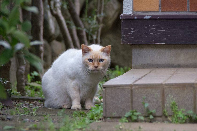 町田市の猫