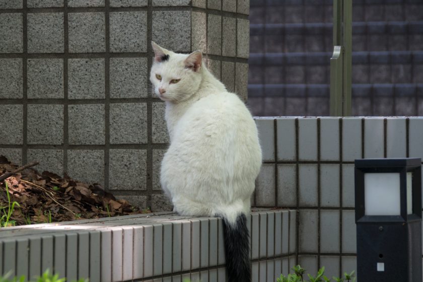 中央区の猫