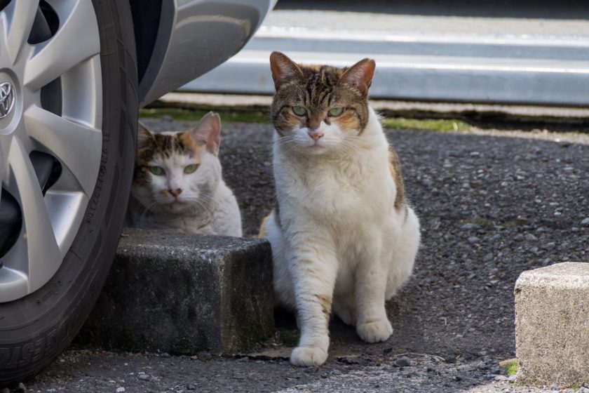 港区の猫