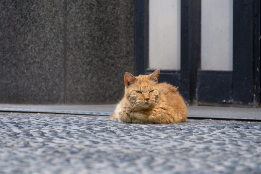 港区の猫