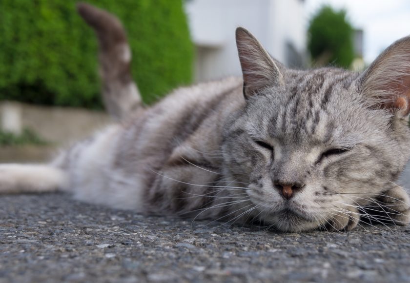 福生市の猫