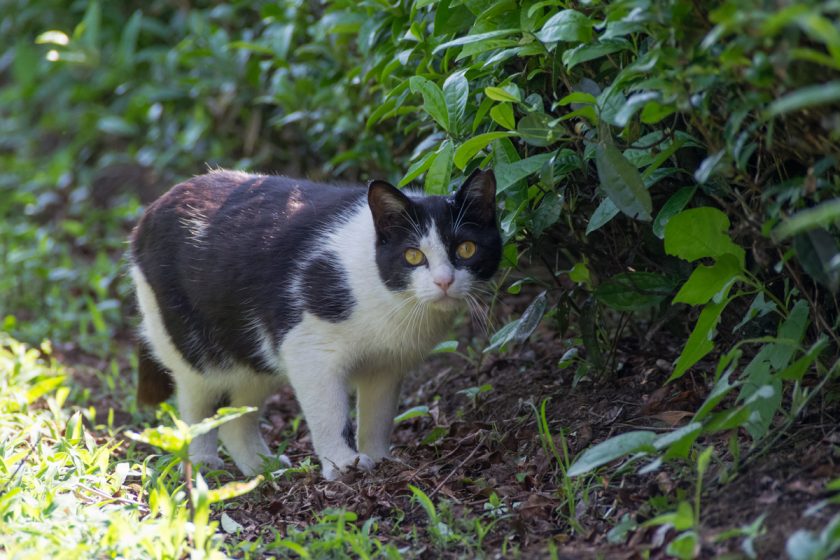 羽村市の猫