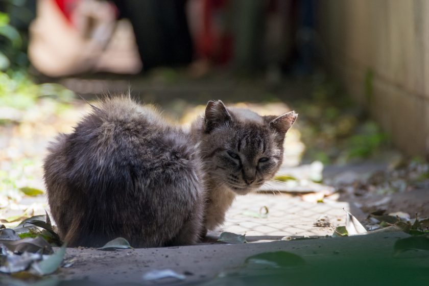 昭島市の猫