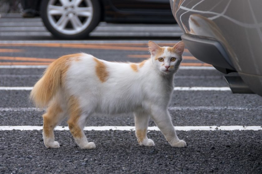 朝霞市の猫